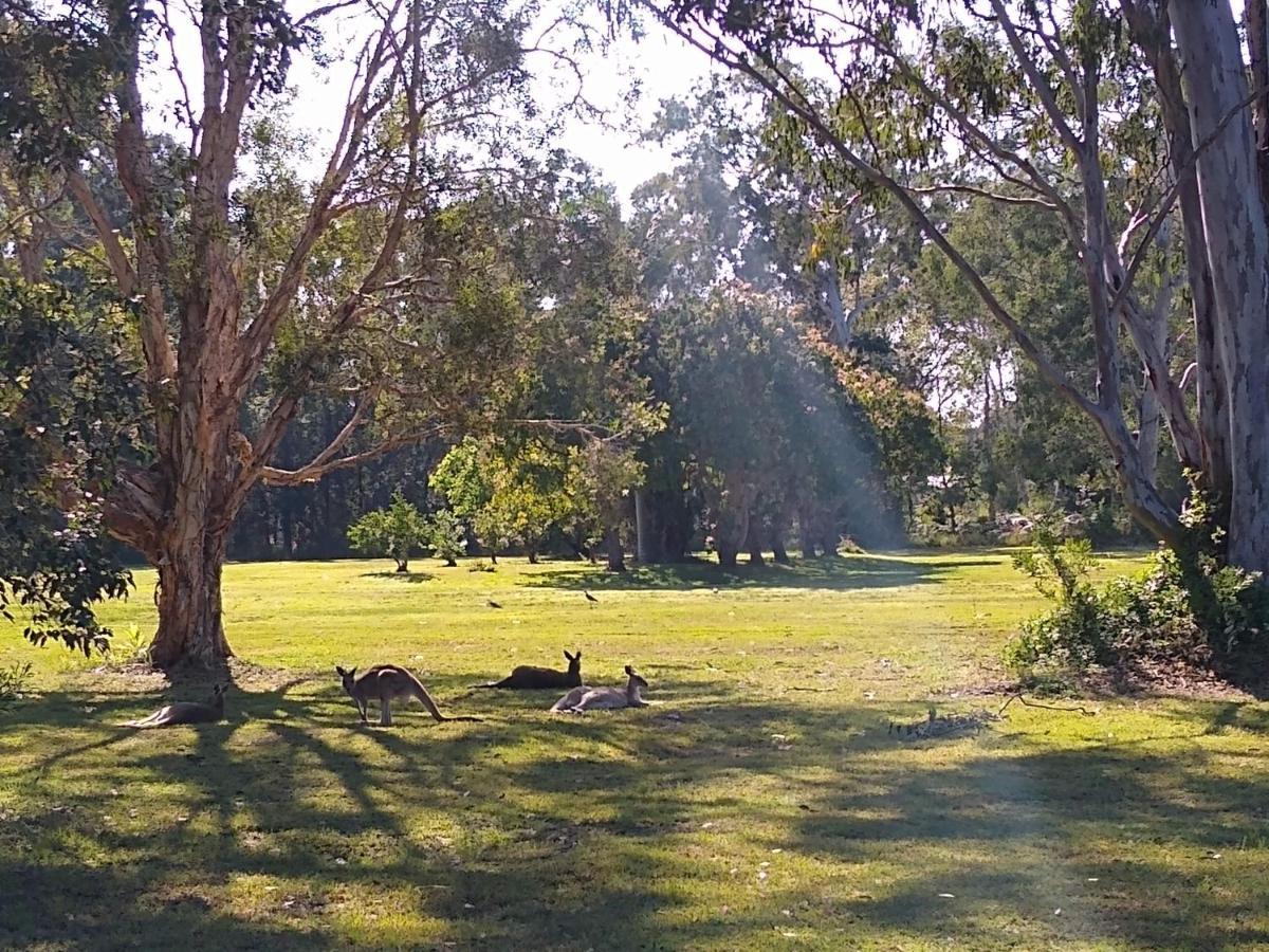 Lake Weyba Noosa Lodge & Kangaroos Peregian Beach Bagian luar foto