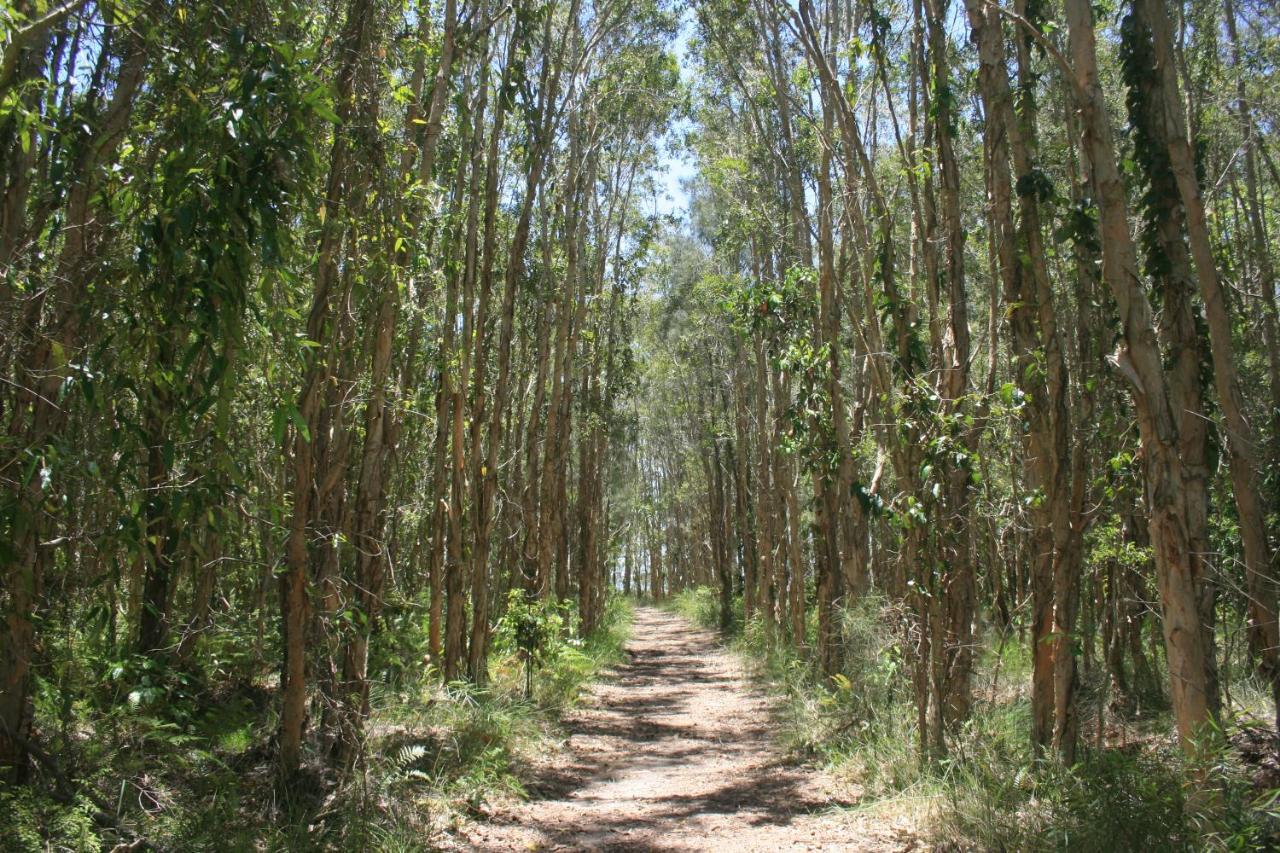 Lake Weyba Noosa Lodge & Kangaroos Peregian Beach Bagian luar foto