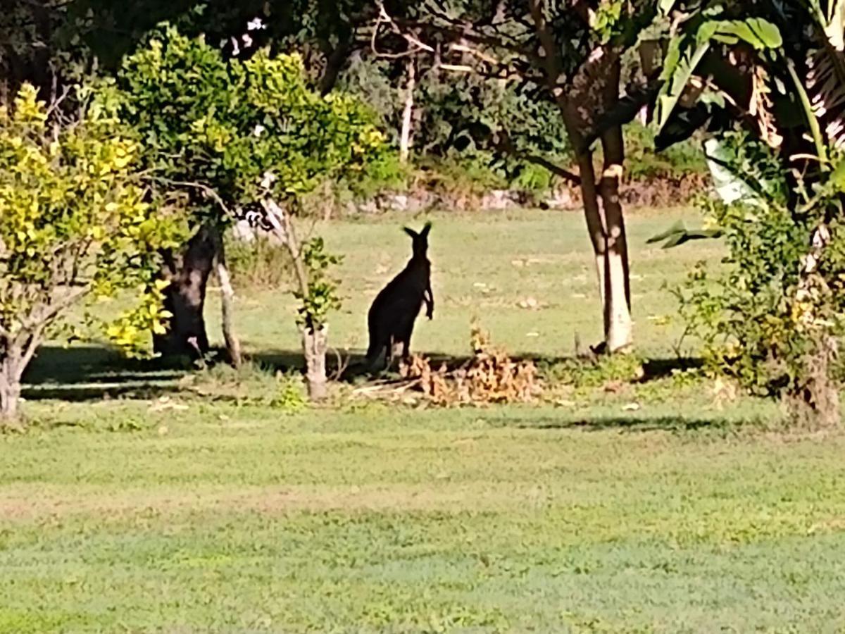 Lake Weyba Noosa Lodge & Kangaroos Peregian Beach Bagian luar foto