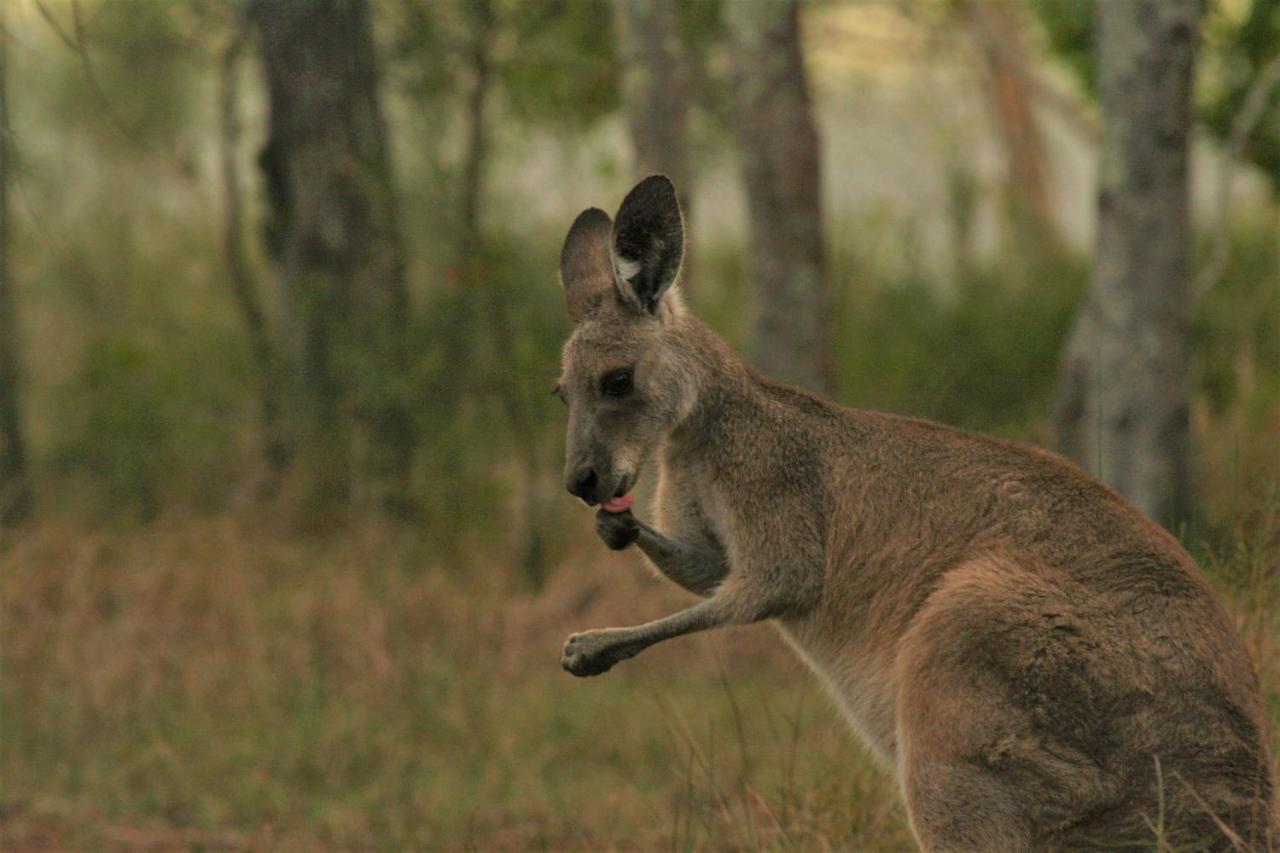 Lake Weyba Noosa Lodge & Kangaroos Peregian Beach Bagian luar foto