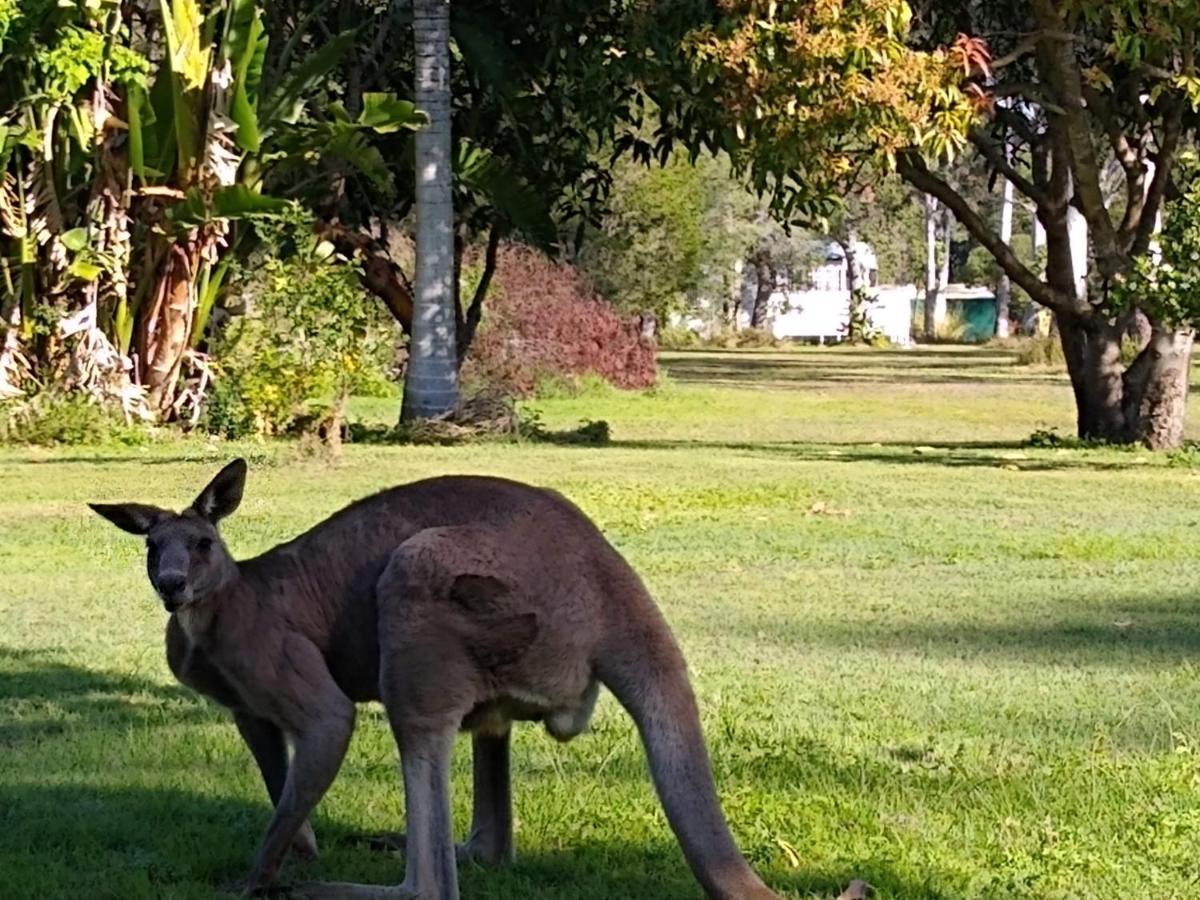 Lake Weyba Noosa Lodge & Kangaroos Peregian Beach Bagian luar foto