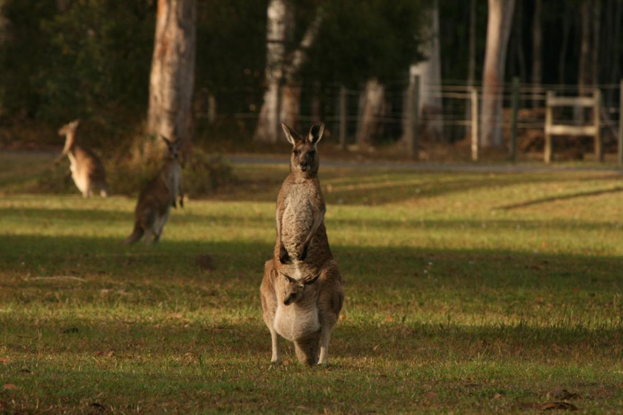 Lake Weyba Noosa Lodge & Kangaroos Peregian Beach Bagian luar foto