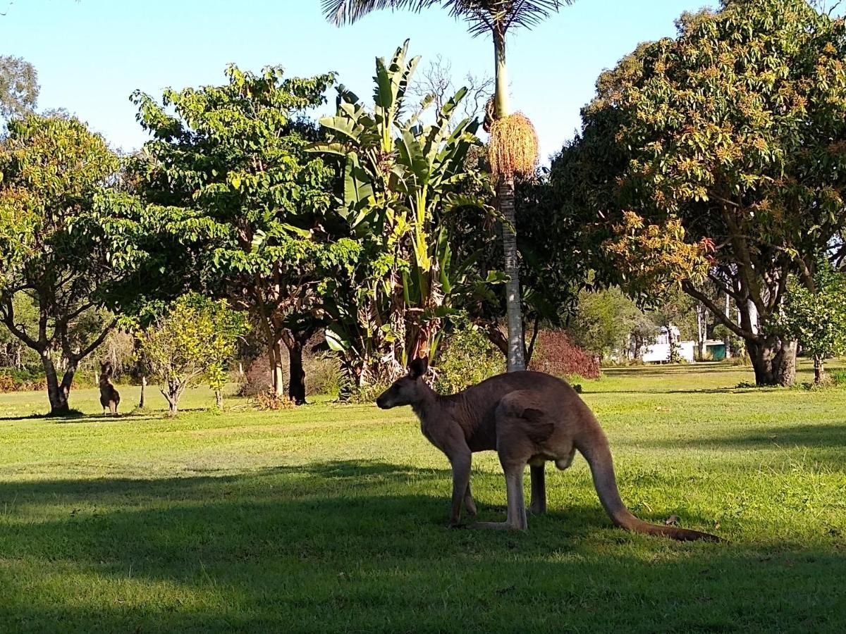Lake Weyba Noosa Lodge & Kangaroos Peregian Beach Bagian luar foto
