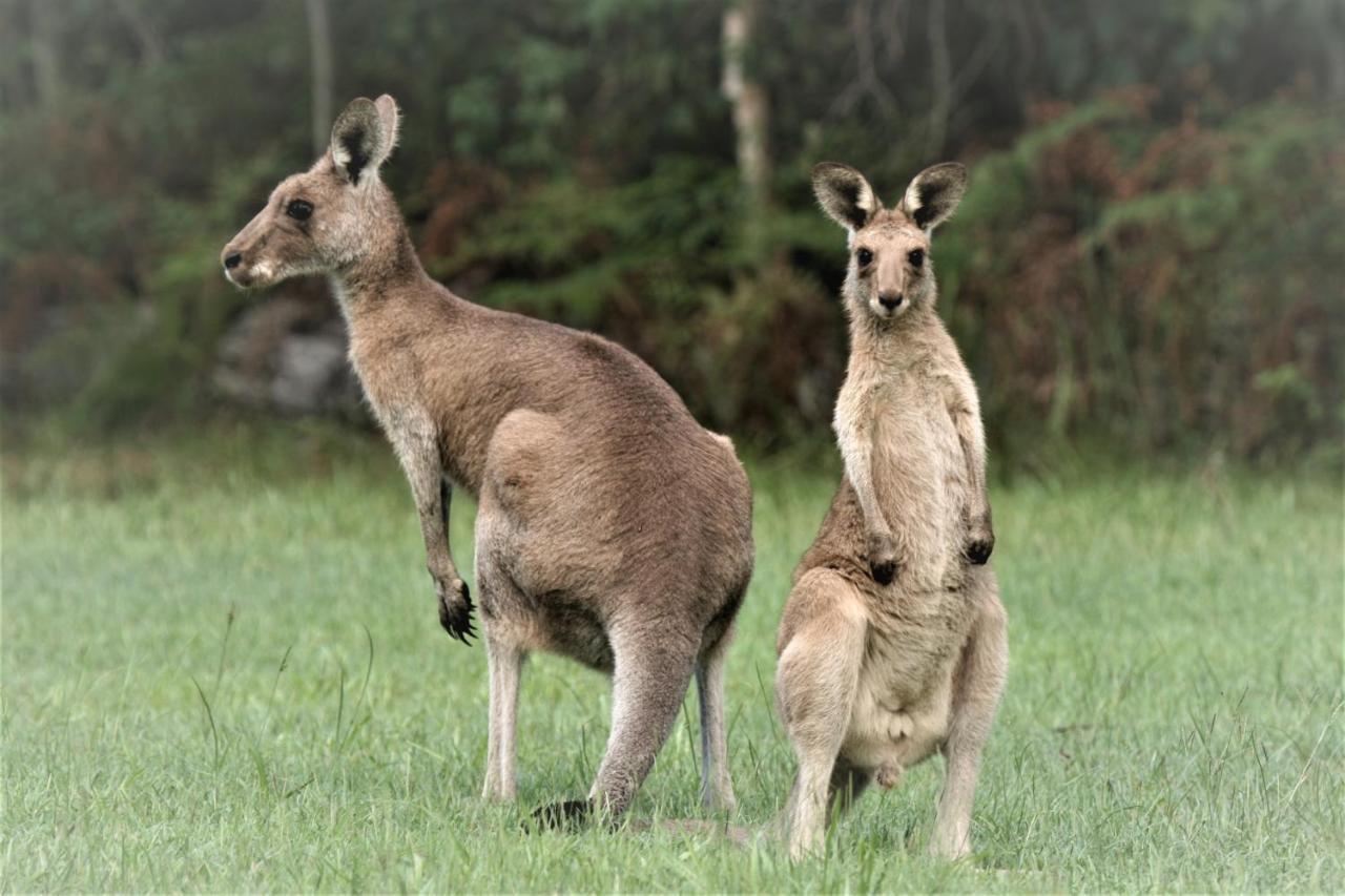 Lake Weyba Noosa Lodge & Kangaroos Peregian Beach Bagian luar foto