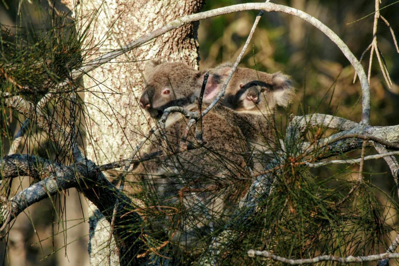 Lake Weyba Noosa Lodge & Kangaroos Peregian Beach Bagian luar foto