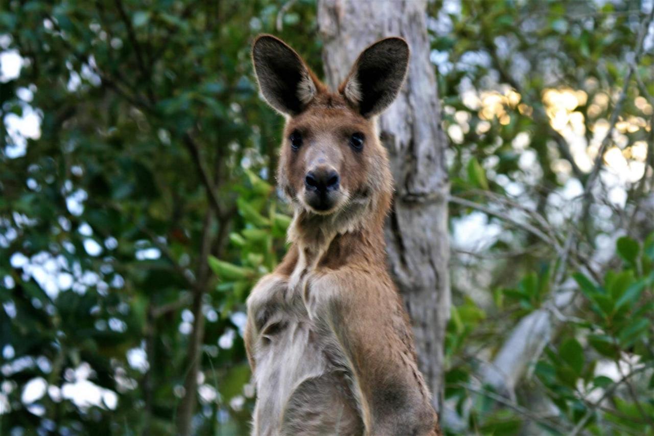 Lake Weyba Noosa Lodge & Kangaroos Peregian Beach Bagian luar foto