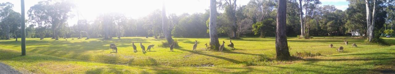 Lake Weyba Noosa Lodge & Kangaroos Peregian Beach Bagian luar foto