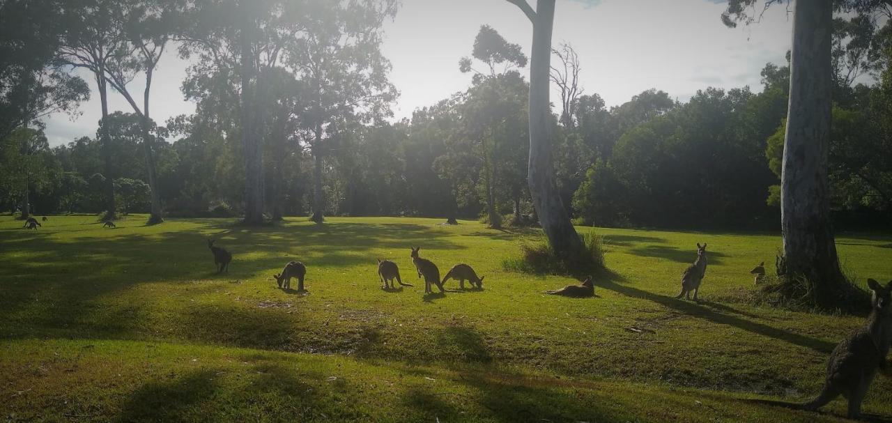 Lake Weyba Noosa Lodge & Kangaroos Peregian Beach Bagian luar foto
