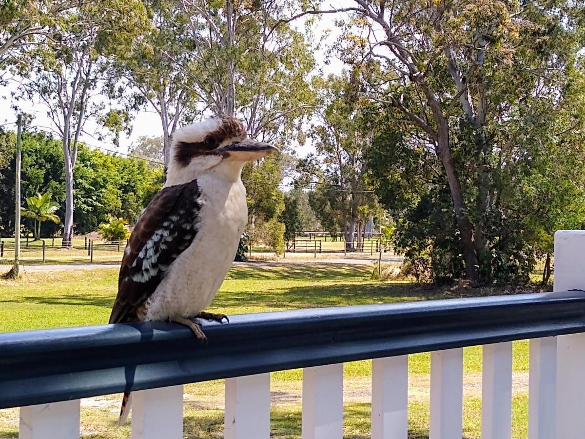 Lake Weyba Noosa Lodge & Kangaroos Peregian Beach Bagian luar foto
